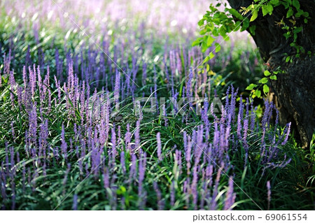 The day when the liquor is blooming! Forest outside the castle The day when the liquor is blooming! Forest outside the castle 69061554