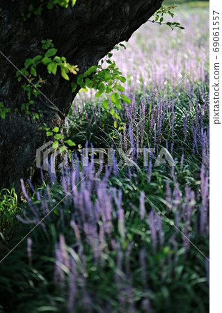 盛開的日子城堡外的森林 盛開的日子城堡外的森林 69061557