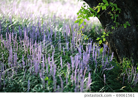 The day when the liquor is blooming! Forest outside the castle 69061561