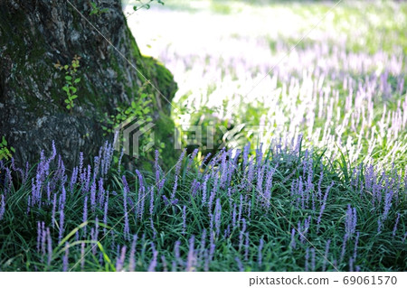 盛開的日子城堡外的森林 69061570