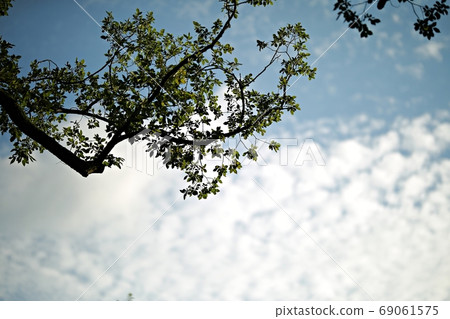 The day when the liquor is blooming! Forest outside the castle 69061575