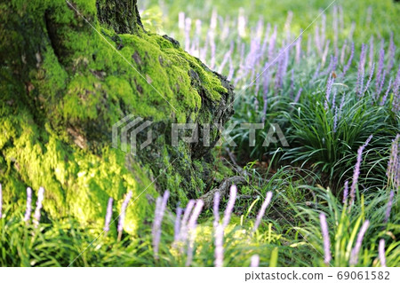 盛開的日子城堡外的森林 69061582