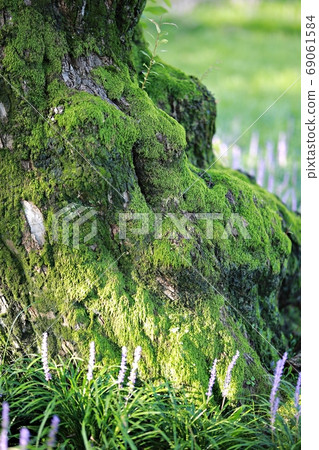 The day when the liquor is blooming! Forest outside the castle 69061584