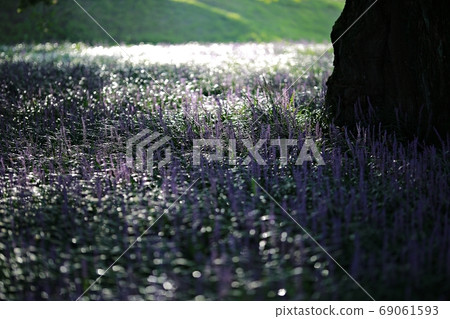 The day when the liquor is blooming! Forest outside the castle 69061593