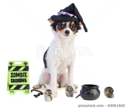 Chihuahua with a hat and skulls for Hallowenn Chihuahua with a hat and skulls for Hallowenn 69061600