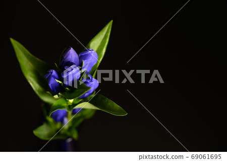 Gentian Gentian 69061695