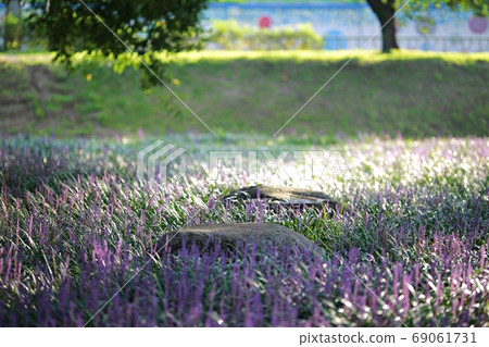 The forest outside Seongju, the day when Maekmundong blooms! 69061731