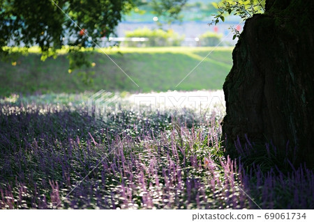 The forest outside Seongju, the day when Maekmundong blooms! 69061734