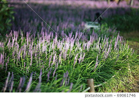 首爾市，茂木洞開花的日子！ 69061746