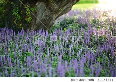 The forest outside Seongju, the day when Maekmundong blooms! 69061754