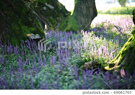 The forest outside Seongju, the day when Maekmundong blooms! 69061765