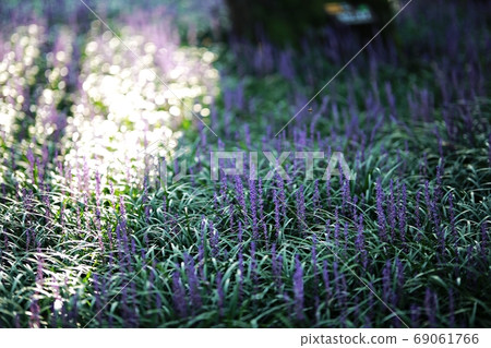 The forest outside Seongju, the day when Maekmundong blooms! 69061766