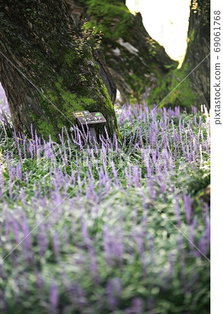 首爾市，茂木洞開花的日子！ 69061768