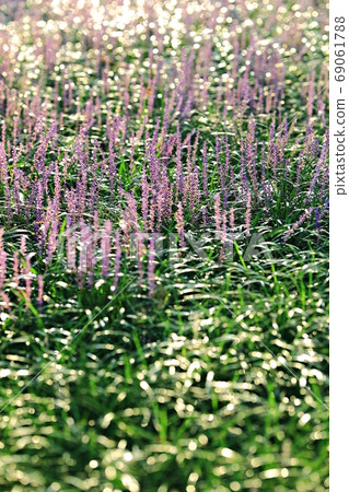 The forest outside Seongju, the day when Maekmundong blooms! The forest outside Seongju, the day when Maekmundong blooms! 69061788