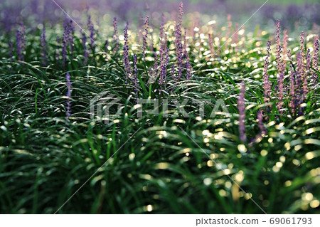 The forest outside Seongju, the day when Maekmundong blooms! 69061793
