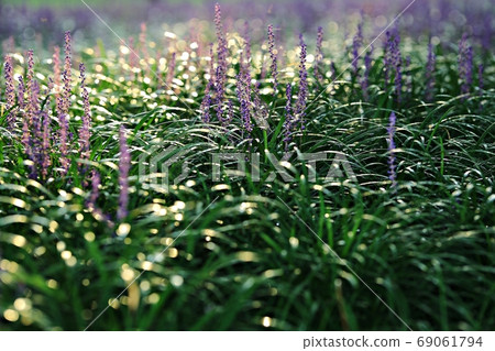 The forest outside Seongju, the day when Maekmundong blooms! The forest outside Seongju, the day when Maekmundong blooms! 69061794