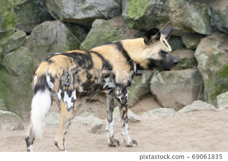 Hyena  (Hyaenidae) 69061835