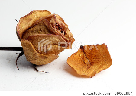 dried rose petal in a drop of water dried rose petal in a drop of water 69061994