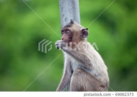Cute monkey Cute monkey 69062373