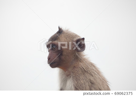 Cute monkey Cute monkey 69062375
