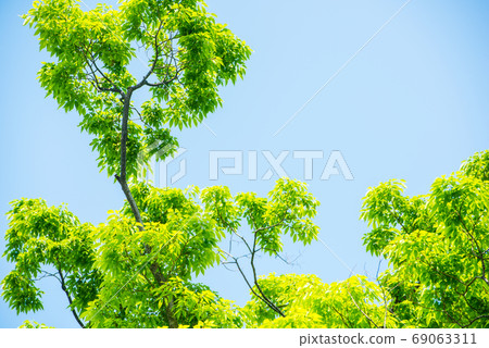 Fresh green 69063311