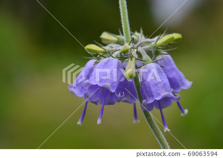 早池山夏末盛開的花 69063594