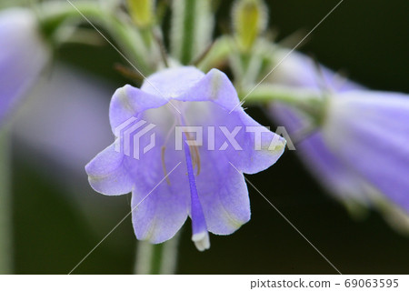 早池山夏末盛開的花 早池山夏末盛開的花 69063595