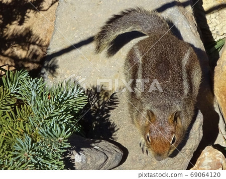 金斗地鬆鼠 金斗地鬆鼠 69064120