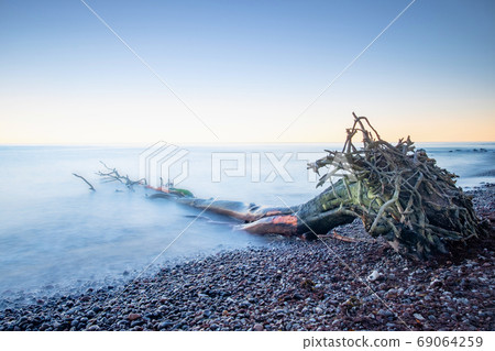 The root of the tree lies near the shore against the shore The root of the tree lies near the shore against the shore 69064259