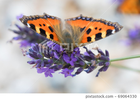 Small tortoiseshell butterfly on lavender Small tortoiseshell butterfly on lavender 69064330