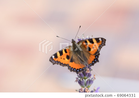 Small tortoiseshell butterfly on lavender Small tortoiseshell butterfly on lavender 69064331