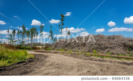 Pile of harvested wood in forest 69064336