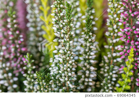 flowers field Calluna vulgaris 69064345