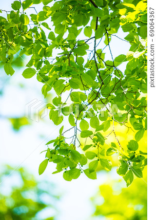 Fresh green Fresh green 69064367