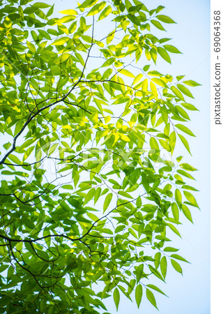 Fresh green Fresh green 69064368