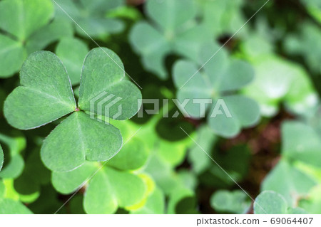 background green shamrock nature background, fresh green juicy color, shamrock plant 69064407