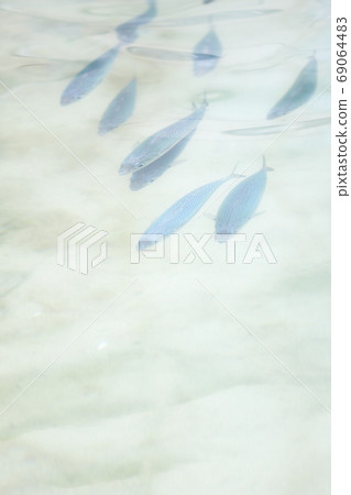 mackerel mackerel 69064483