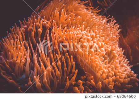 Sea anemone in ocean 69064600
