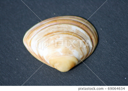 Seashell Seashell 69064634