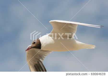 Flying Gull (Larus ridibundus) Flying Gull (Larus ridibundus) 69064639