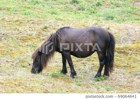 black pony 69064641