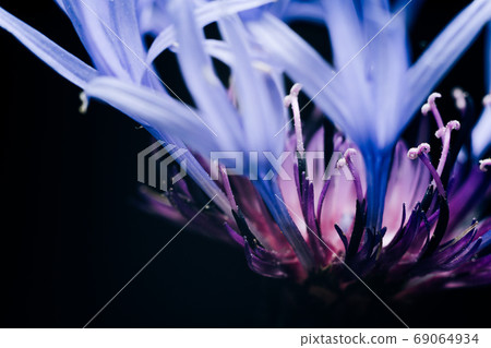 Abstract macro photography of the petals of the blue flower field Abstract macro photography of the petals of the blue flower field 69064934