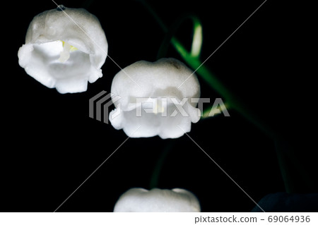 Bells of the white Lily of the valley close-up. Macro shooting of the Lily of the valley. Bells of the white Lily of the valley close-up. Macro shooting of the Lily of the valley. 69064936