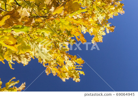 autumn yellow leaves of oak.Autumn landscape photography, illuminated by the colors of autumn. autumn yellow leaves of oak.Autumn landscape photography, illuminated by the colors of autumn. 69064945