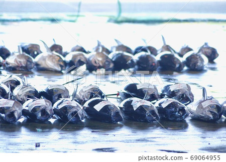 和歌山縣長志室區那智勝浦町勝浦漁港金槍魚裡的景色 69064955