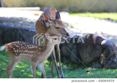 Mother and baby deer in Nara Park Mother and baby deer in Nara Park 69064959