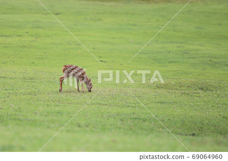 在奈良公園的Bambi 69064960