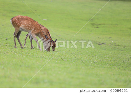 奈良公園的鹿 69064961