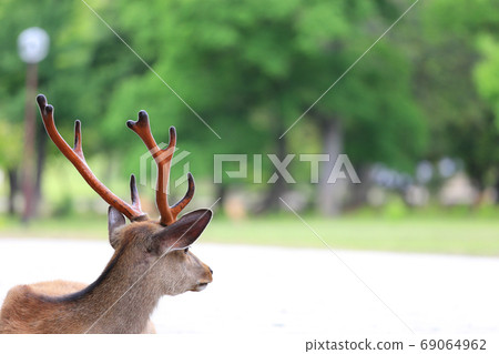 Deer in Nara Park 69064962