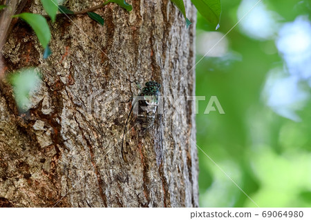 cicada 69064980